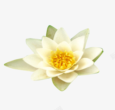 白莲花png免抠素材_88icon https://88icon.com 白色的莲花 花 莲花