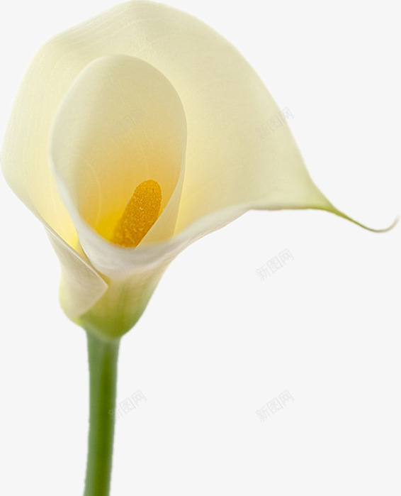 白色马蹄莲花png免抠素材_88icon https://88icon.com 洁白 纯洁 美观 黄色的花蕊