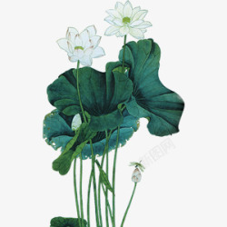 手绘莲花png图片下载 手绘莲花素材