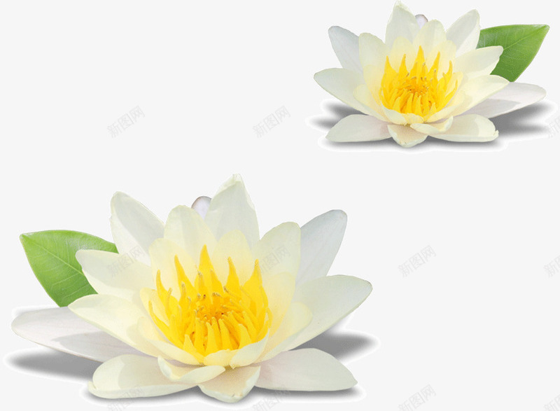 宝莲花白莲花png免抠素材_88icon https://88icon.com 宝莲花 白色 花朵 莲花