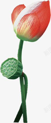 夏日莲花鲍蕾效果png免抠素材_88icon https://88icon.com 夏日 效果 莲花