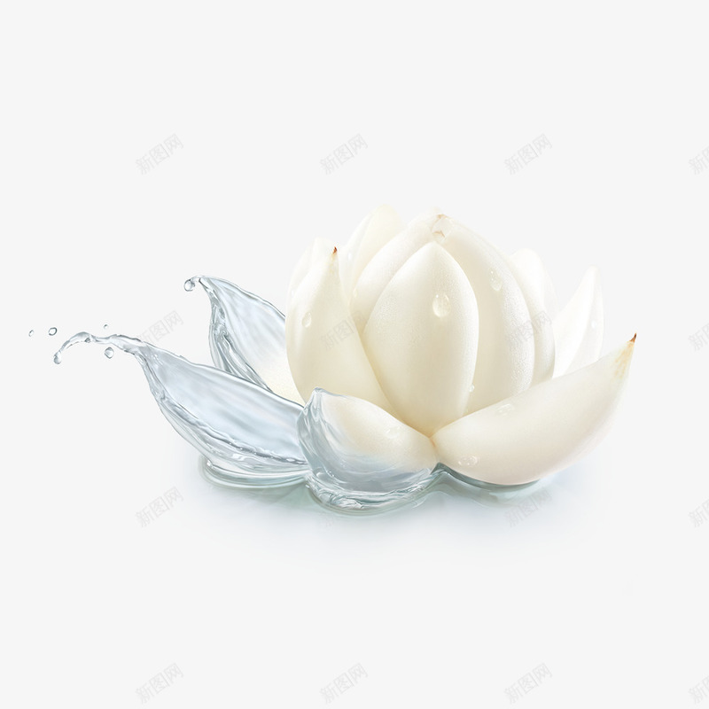 水莲花png免抠素材_88icon https://88icon.com 水 花 莲花