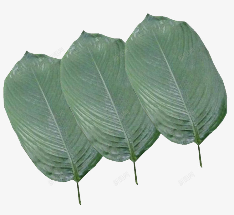 纯天然粽叶png免抠素材_88icon https://88icon.com 叶子 棕叶 粽叶 粽子 绿色 野生