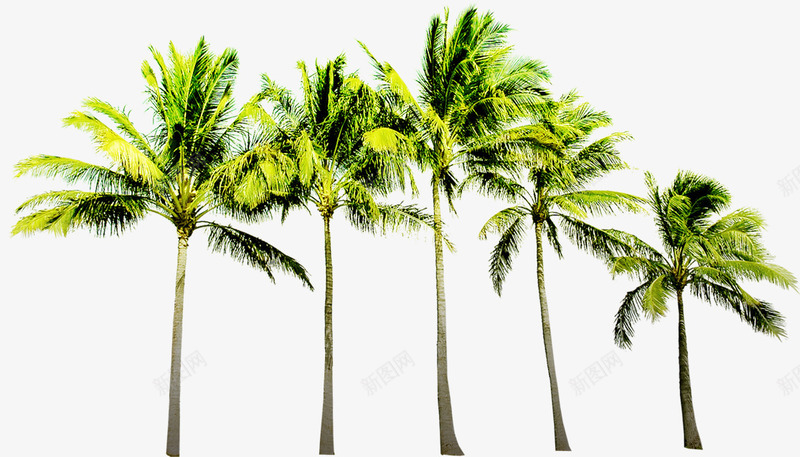 绿色植物卡通沙滩椰子树夏日png免抠素材_88icon https://88icon.com 卡通 夏日 椰子树 沙滩 绿色植物