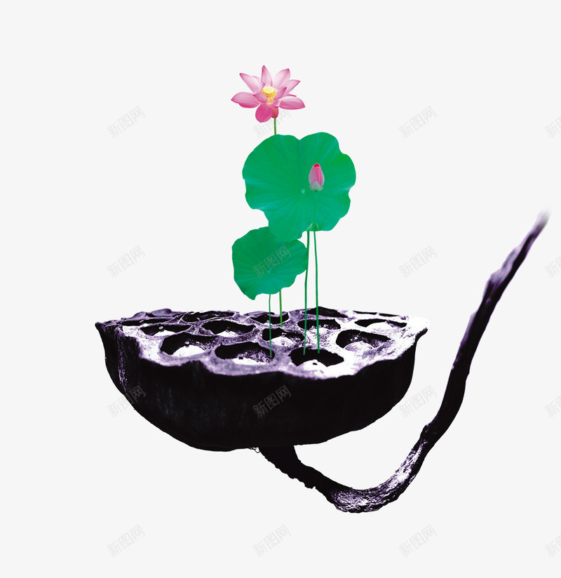莲花莲叶莲藕png免抠素材_88icon https://88icon.com 莲叶 莲花 莲藕