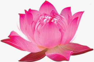 夏日卡通莲花效果png免抠素材_88icon https://88icon.com 卡通 夏日 效果 莲花 设计