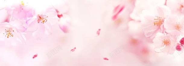 梦幻粉色花朵背景背景