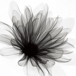 科技绚丽花朵黑色科技花朵背景高清图片