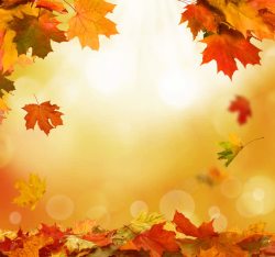 美丽秋天树木风景图片梦幻光斑枫叶背景高清图片