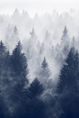 冬季浓厚雾气的森林背景