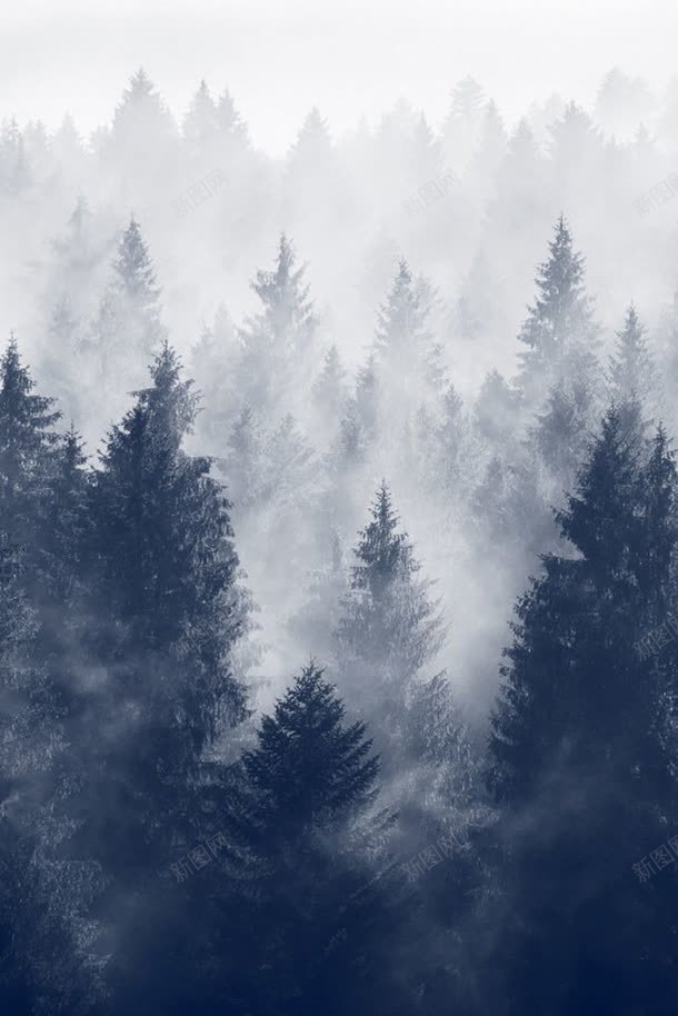 冬季浓厚雾气的森林jpg设计背景_88icon https://88icon.com 冬季 森林 浓厚 雾气