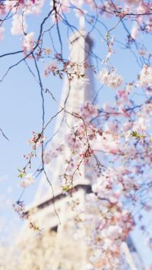 唯美日本樱花摄影图摄影图片