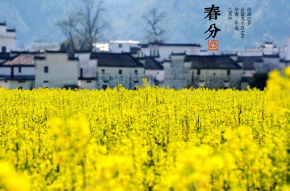 唯美春风油菜花摄影图摄影图片