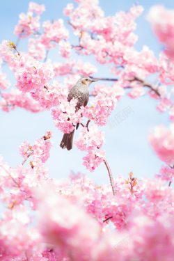 桃花摄影摄影图喜鹊桃花景深效果高清图片