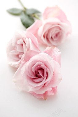 粉色玫瑰唯美浪漫制作背景