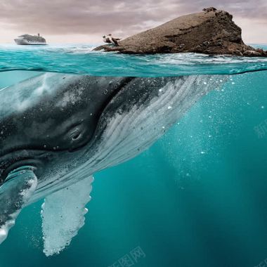 深海孤岛大鲸鱼雄起背景