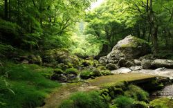 树林小路油画绿色森林中的山山水水高清图片