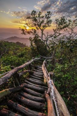 夕阳茂密的丛林深处背景