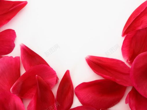 红色细纹花瓣海报背景背景