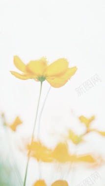 黄色菊花透明背景背景