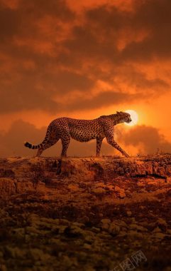 夕阳下的豹子海报背景背景