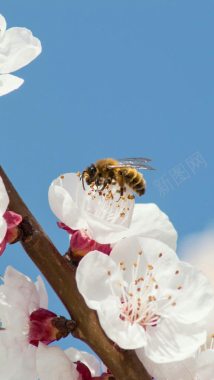 蜜蜂采蜜蓝天专注背景