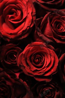 越红色花朵玫瑰花背景高清图片