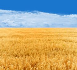 大麦蓝色白云与麦地高清图片