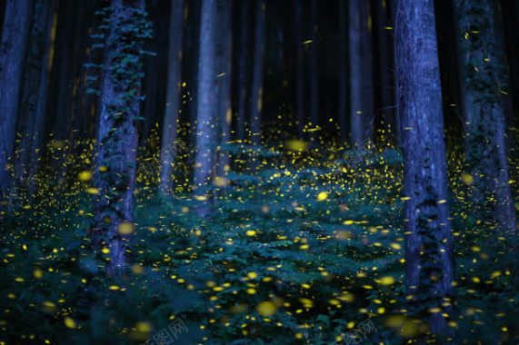 森林里的群萤火虫背景