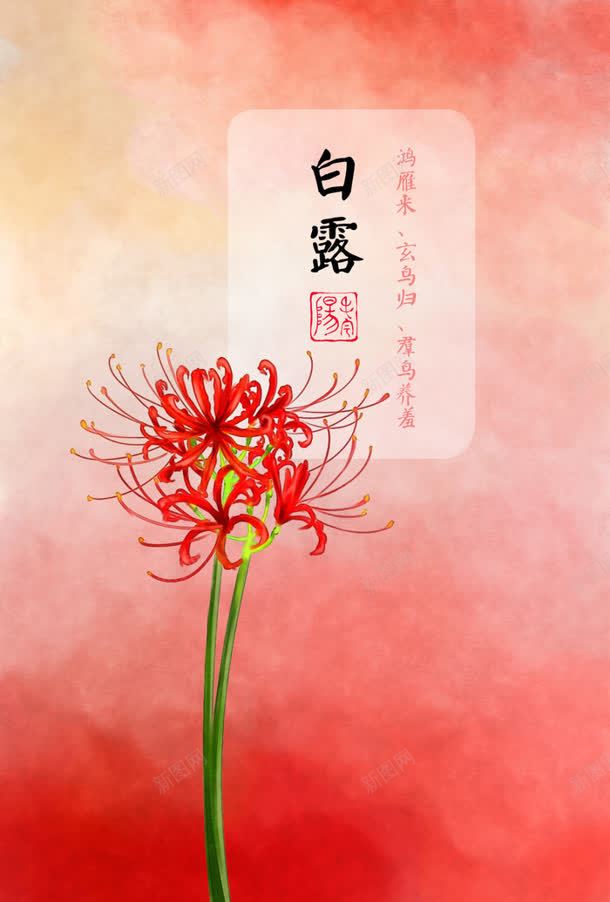 红色花朵节气白露jpg设计背景_88icon https://88icon.com 白露 红色 节气 花朵