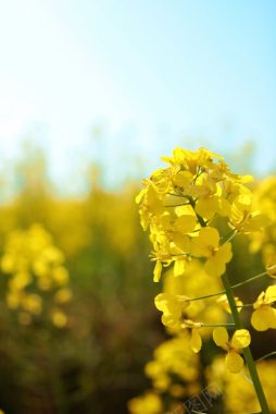 黄色油菜花大屏阳光背景