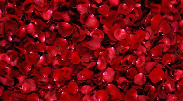 红色玫瑰花瓣海报背景