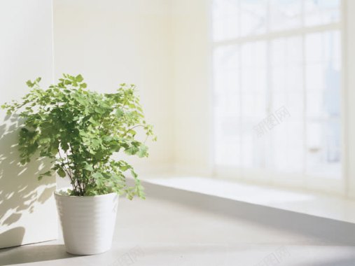白色窗台绿色花盆海报背景背景