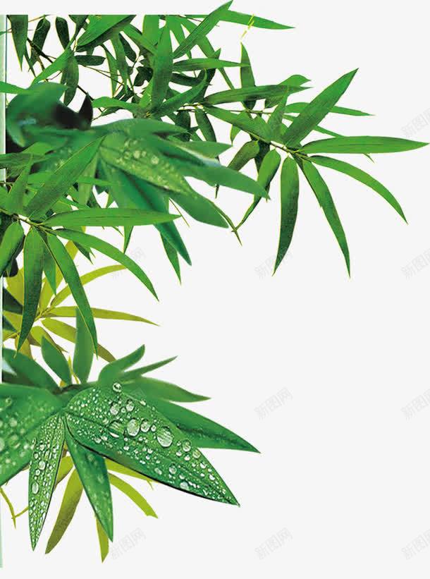 端午节绿叶竹叶叶子装饰png免抠素材_88icon https://88icon.com 叶子 端午节 竹叶 竹叶免抠图 绿叶 装饰