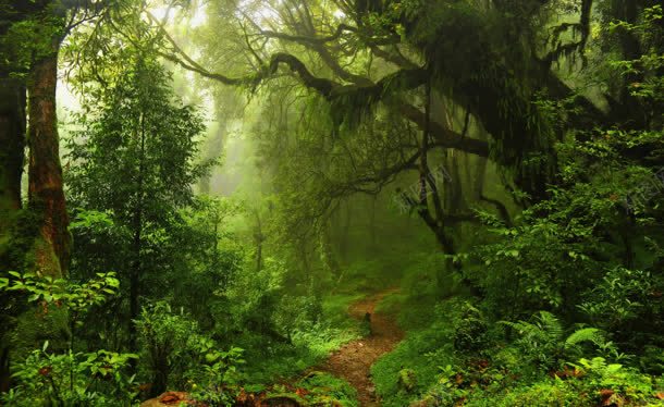浓密热带森林海报背景jpg设计背景_88icon https://88icon.com 森林 浓密 海报 热带 背景
