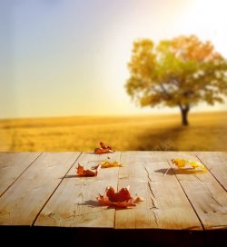 枯叶背景图片素材下载木板上的枫叶与草原高清图片