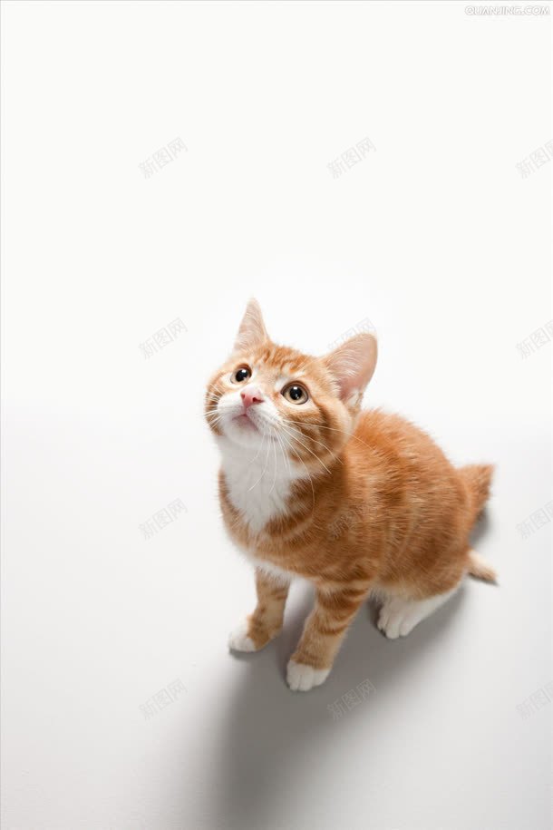 仰望的棕色可爱小猫jpg设计背景_88icon https://88icon.com 仰望 可爱 棕色
