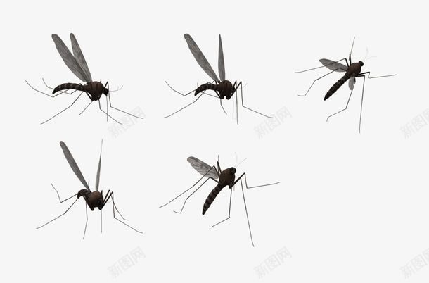 形态各异的蚊子png免抠素材_88icon https://88icon.com 不同形态 动物 卡通 蚊虫 蚊香广告素材 飞虫 黑色素材 黑色蚊子