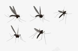 蚊香广告素材形态各异的蚊子高清图片