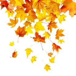 美丽秋天树木风景图片飘落的枫叶高清图片