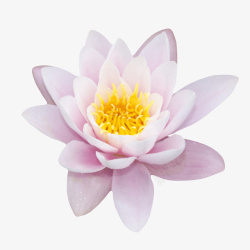粉白色纯洁的莲蓬开花的水芙蓉实素材
