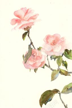 手绘玫瑰花粉色花朵背景