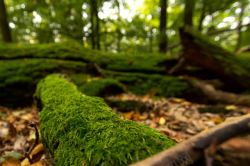 森林里的家森林里的树干苔藓海报背景高清图片