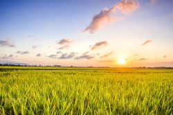 黄昏下的石狮黄昏下的水稻田野高清图片