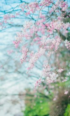 春天的粉色樱花海报背景背景