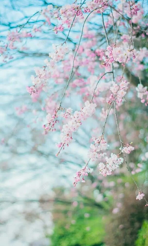 春天的粉色樱花海报背景jpg设计背景_88icon https://88icon.com 春天 樱花 海报 粉色 背景