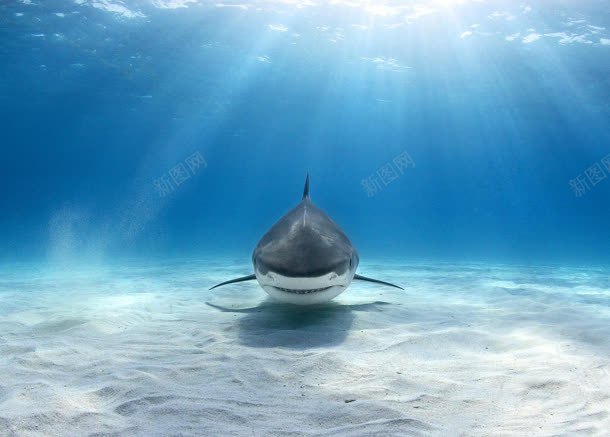 海洋里的动物大鲨鱼jpg设计背景_88icon https://88icon.com 动物 海洋 鲨鱼
