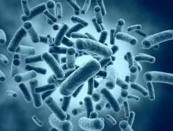 医疗卫生细菌细胞高清图片