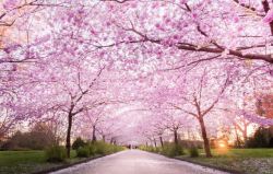 粉色树林粉色桃花树林小路高清图片