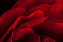 深红花瓣深红色大花瓣高清图片